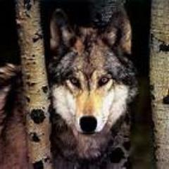 Angel3CoolMorni's profile picture. ♥I FOLLOW BACK♥ ^^ mew :3