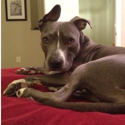 OliveViaTwist's profile picture. Blue-Nose Pit?  Expensive!