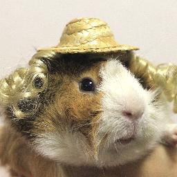 Guinea pig clothes, costumes, and accessories. 
http://t.co/Le3Mz4dpdu