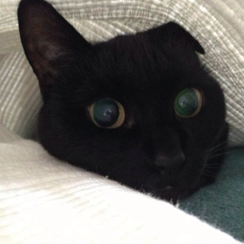 naughtyblackcat's profile picture. Don't doubt me just because I am quiet, I'm thinking, thinking about it all.