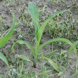 maisplantelgie's profile picture. Elgie, Westendorp (Achterhoek), LG 30.224 van Limagrain. Volg mijn ontwikkelingen #maisplantelgie