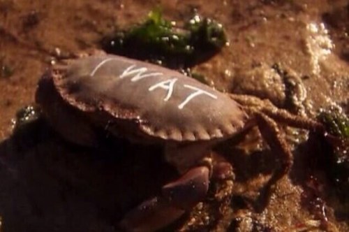 TWATcrab's profile picture. 