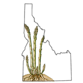 Eat Idaho Asparagus! A healthy, tasty, unique treat! Presented and maintained by the Idaho Asparagus Commission.