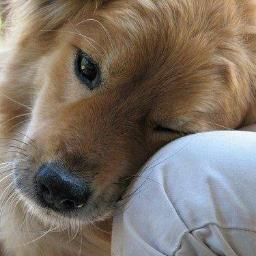 I can't change the direction of the wind, but I can adjust my sails to always reach my destination...#Travel #Cat #Dog