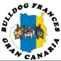 Cuenta de los Bulldog Frances de Gran Canaria. disfruta de las quedadas de bulldog frances en Gran Canaria...