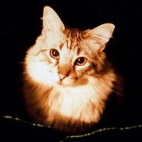 PinballMap HQ (@pinballmapcom) 's Twitter Profile