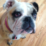 Jeannie1458's profile picture. Dog lover, gardener and enjoys good books