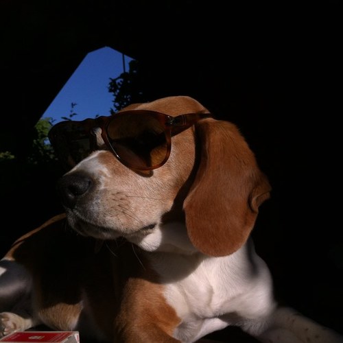 tommyviti's profile picture. 