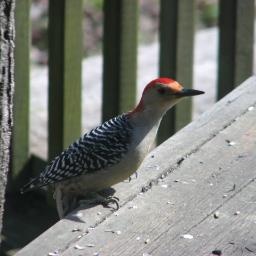 KellyShoemaker1's profile picture. 