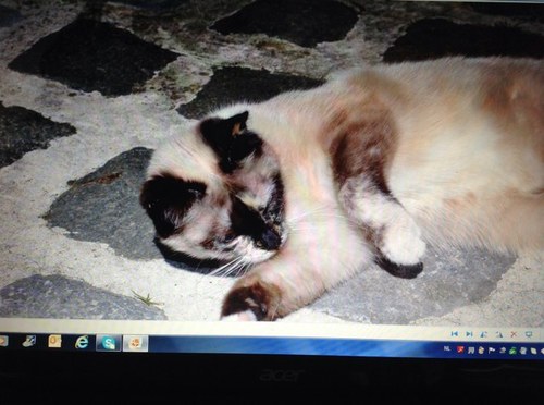 peggyverbruggen's profile picture. 