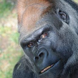 russwilliamsiii's profile picture. Chest-beating, woke libtard; hiker Dad & Hubby.