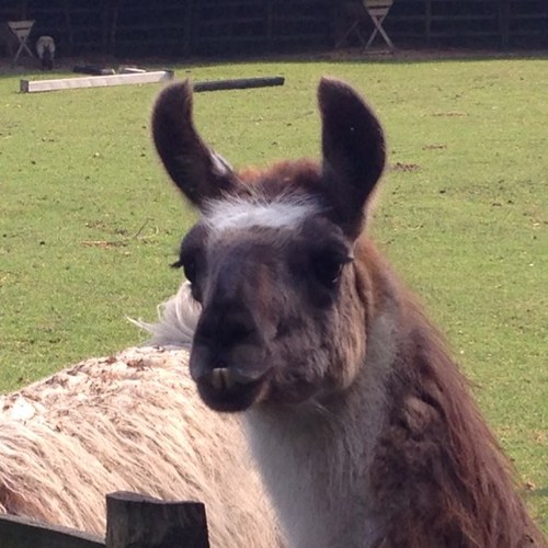 Happiest when pottering around Mudchute Farm