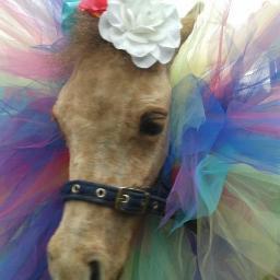 Real miniature ponies for Childrens Birthdays, After School Clubs & Weddings - Check out my website