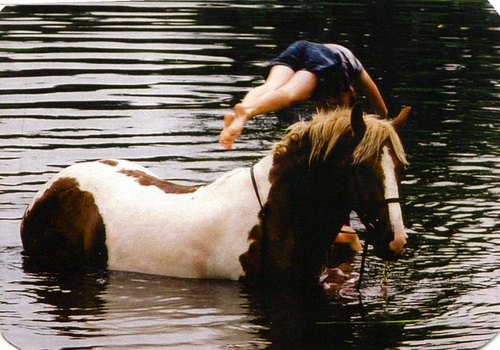 eco equine wino. 

My passions are horses, environmenal education and social networking.