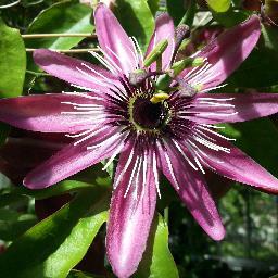 cherrybennettuk's profile picture. Just me!