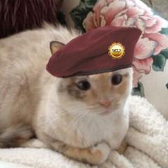 im @lilbitlovedrunk 's cat Tashi. meow! im friends with @unicornsluvme3! I am addicted to Greenie's Hairball Prevention treats I sneeze a lot! #wlf Proud Member