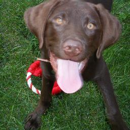 love, dogs, food, justice