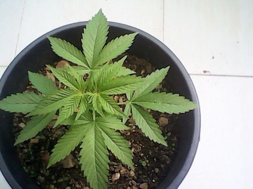 unchicosinmas__'s profile picture. 