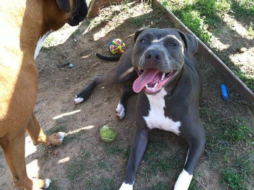 Boof11berry's profile picture. Mom of 3 married to a sweet man @g3vol #conservative #Christian #ProIsrael #AbolishHumanAbortion #OneNationUnderGod