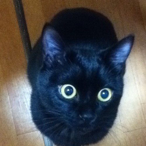 黒猫LOVE♡ 2匹の黒猫、ふぅとくぅの下僕。人見知りします。慣れたら噛みません（笑）