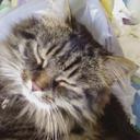 sheila rea - @sheila_KAL_EL - Twitter