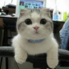 먀우먀우 고양이