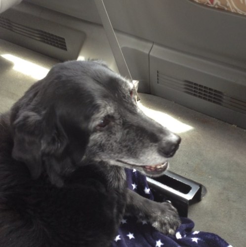 Stripeshowgolf's profile picture. bro/dude