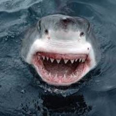 GranBlancoShark's profile picture. Angler: Bass, Trout, Catfish