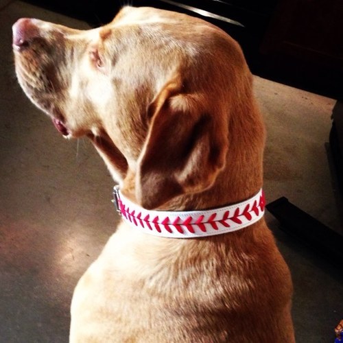 DoggieDugout's profile picture. Dog Collars with Major League Style