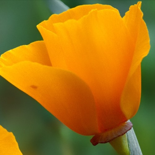 سبحان الله وبحمده سبحان الله العظيم