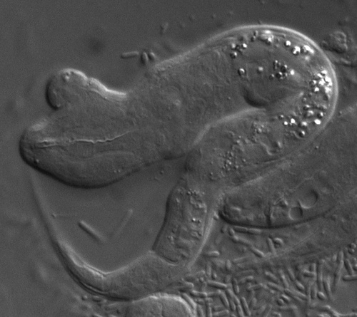 Caenorelegans's profile picture. C. elegans research and musings. Tweets do no represent the species.