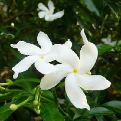 てくてくkeiko On Twitter 畑の小玉ねぎ 花が咲いたら種ができるとばっかり思ってたけど なんか違うらしい こんな風になるとは思ってなかった 里山生活 自家栽培 畑 小玉ねぎ