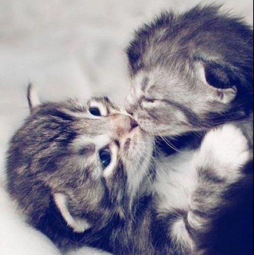 ThoseTwoBlondes's profile picture. Motivated by political incorrectness on a daily basis.