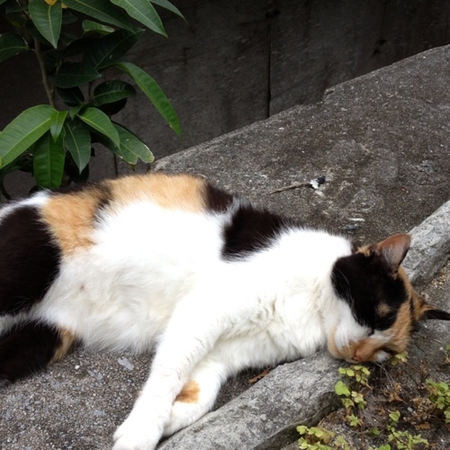 tomomi_xxx's profile picture. なによりも猫が好き。