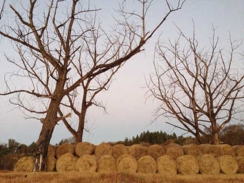 RootedDimension's profile picture. Urban environmental concepts; Designer gardens for the future. Go green or go extinct...