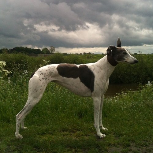 Me name is Willow Rusby Ufgood Broon, I am a greyhound. I walk beside me dad @DavyBroon