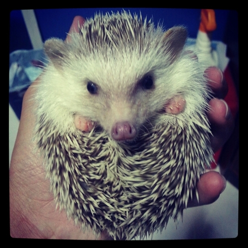 JaycobAlphaDog's profile picture. 