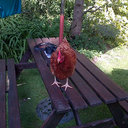 Tim McFarlane - @timmcfarlane1 - Twitter