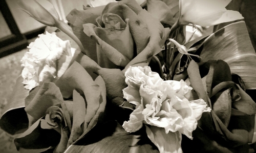 Rose Carnations