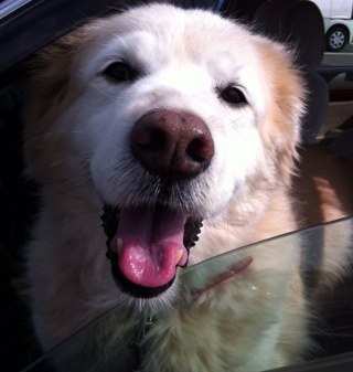 ninuki1950's profile picture. トト（1995.4.5~2007.9.14）くるみ（1998.12.22〜2013.7.6）ワンコとの暮らしの中で教えられたことはいっぱい☆手仕事、料理、映画、音楽、本、フランス語 etc. 拠点を郊外の一軒家から街中の高層マンションに。ガーデニングは模索中。福岡←京都市左京区