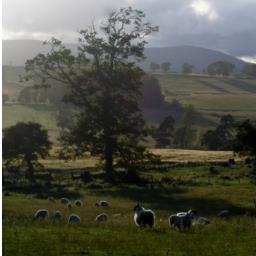 Lorbottlesteads Profile Picture