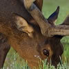 Friend of animals everywhere General music guru - Evil bacon lover ,