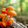 Главное достоинство политика — это его честность.