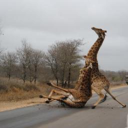 Will_McCreadie's profile picture. 