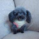 Bronwyn Simpson - @BronSimpson - Twitter