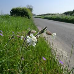 Campaigning for Pembrokeshire Council to respect wildlife on the verges instead of cutting them to within an inch of their lives & poisoning everything!