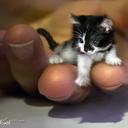 Hareem khan - @PishogaiKhan - Twitter