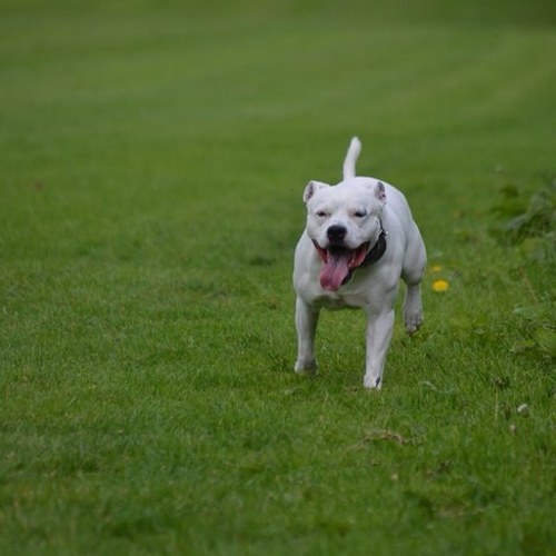 Hi, I'm Boo I'm a staffie (dog) I tweet about my day to day life.