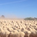 Chris stoney - @mintopastoral - Twitter