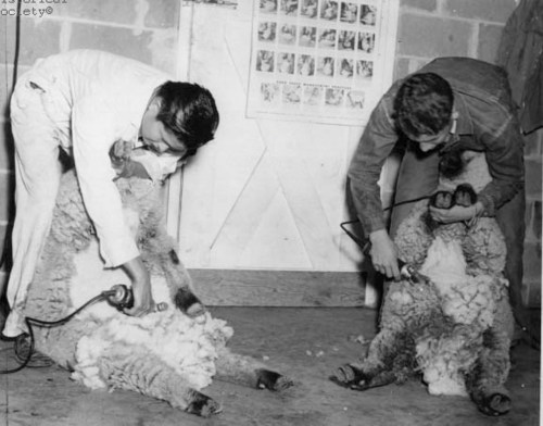 EpilatorX's profile picture. You are not a sheep - so check out the epilators that do work